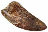 Bargain, Carcharodontosaurus Tooth - Real Dinosaur Tooth #341126-1